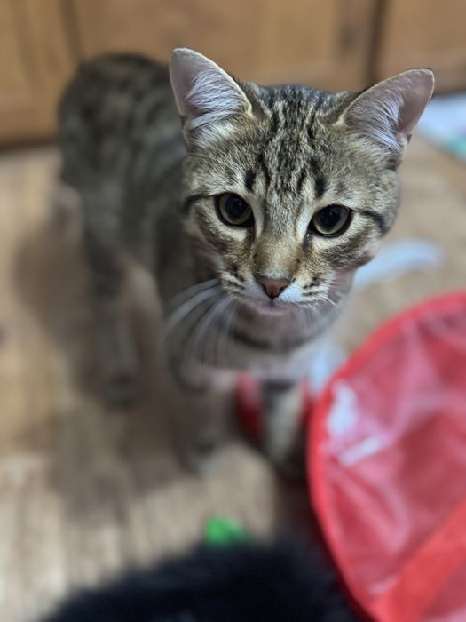 Отдам котиков в хорошие руки