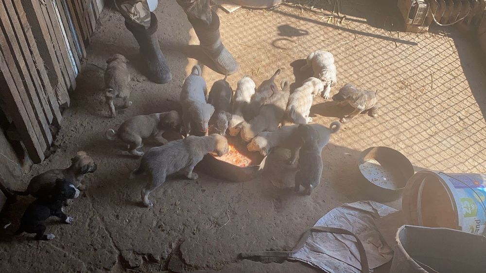 Тазы күшіктер 1,5 ай болды