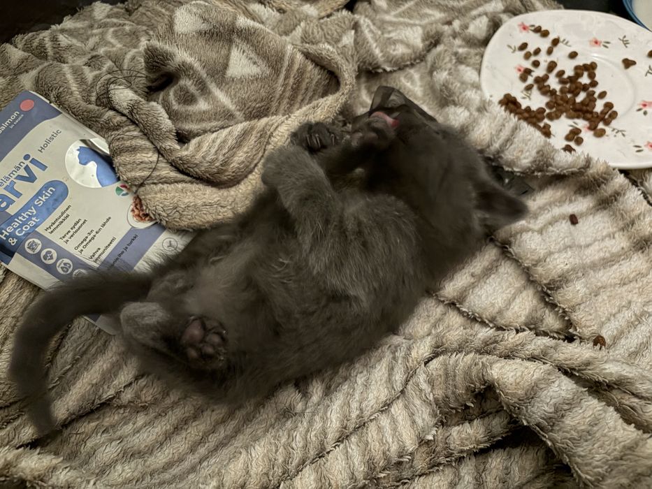 Котёнок ищет дом