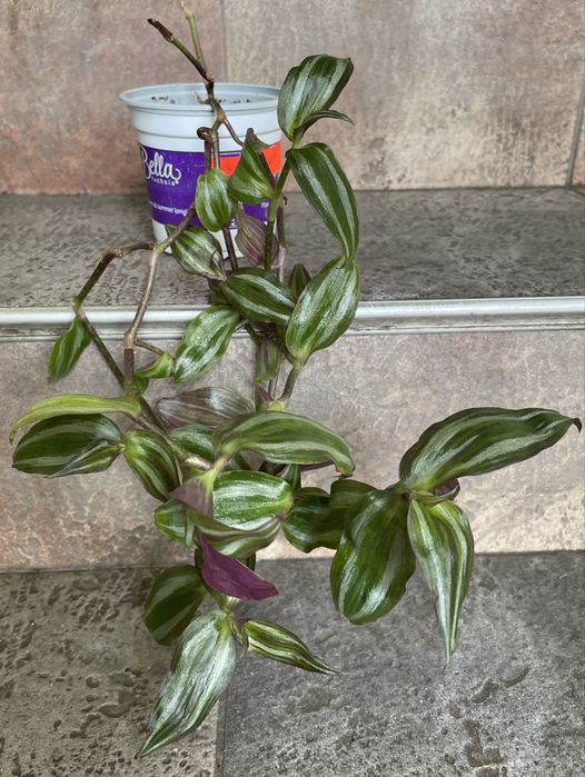 Цветя за продажба