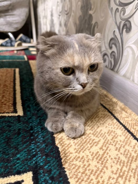 Шотландская вислоуха