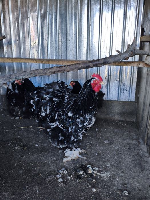 Ouă Cochinchina uriaș pentru incubat