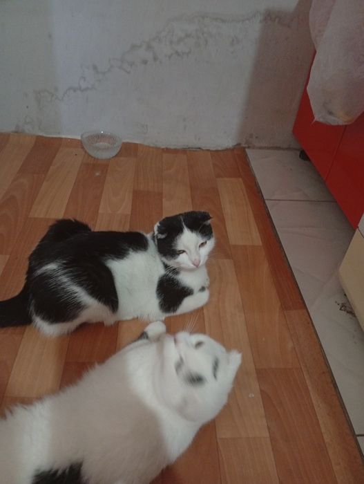 Отдам бесплатной