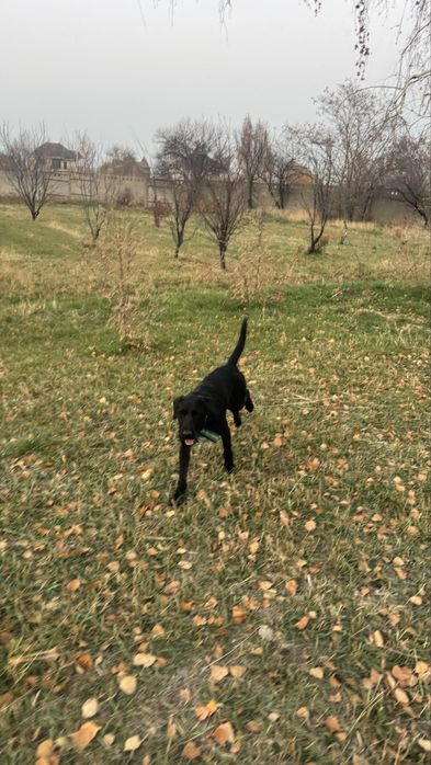 Дратхаар рабочи по перу