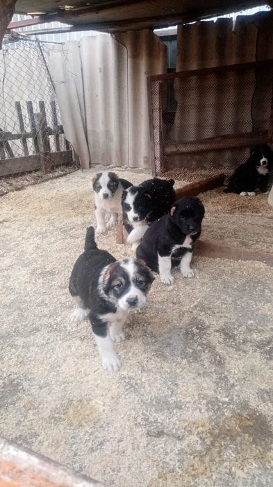 Щенки аллабайчики