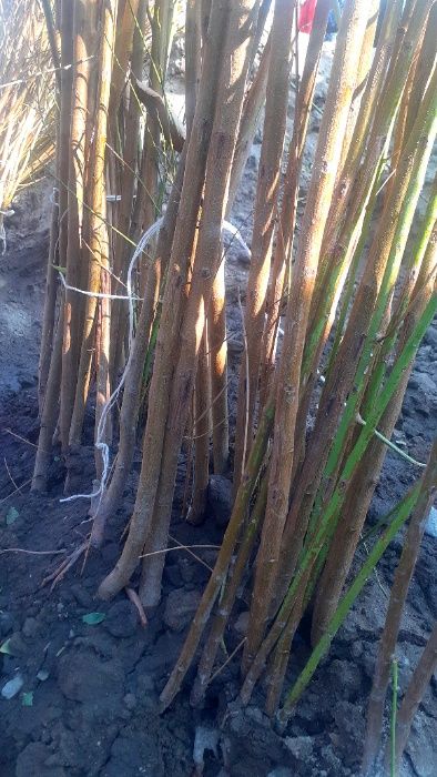 Саженцы плодовых деревьев! Разные сорта, которые устойчивый к болезням