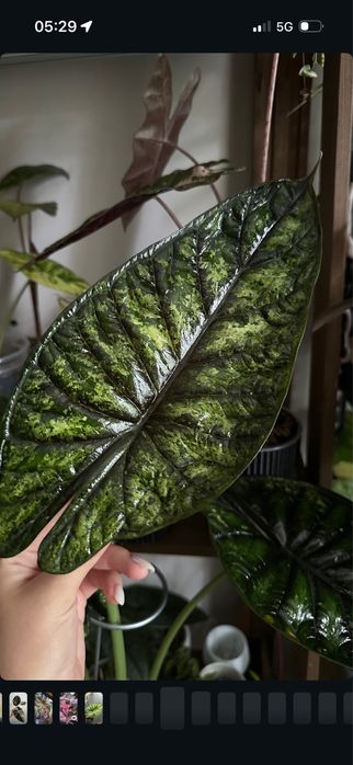 Продам алоказии клубни/детки