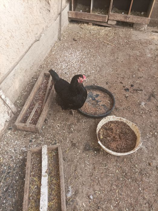 Qorashahzoda tovuqlari sotiladi