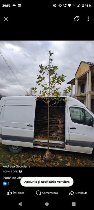 Platani leyladi mesteacăn tei catalpa