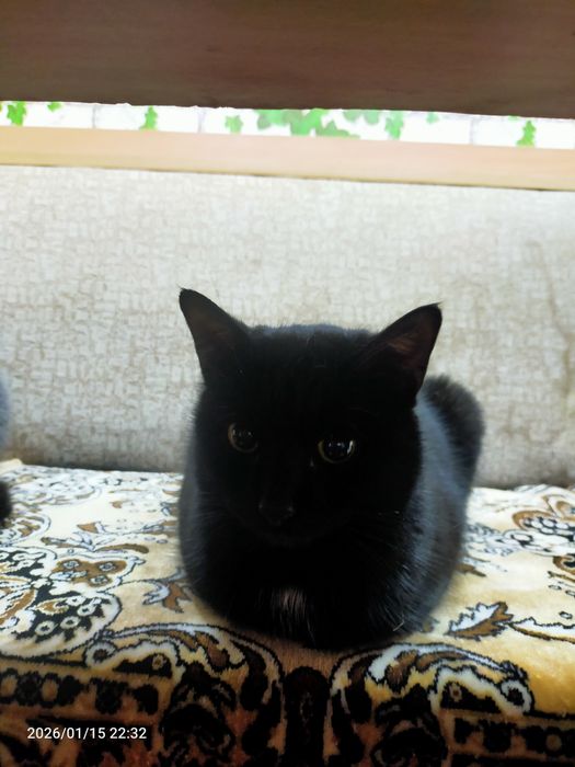 Коты в добрые руки