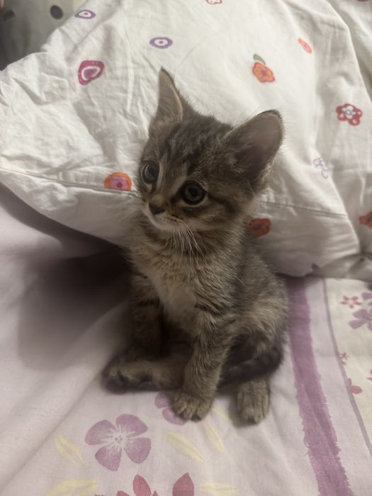 котенок девочка ищет дом