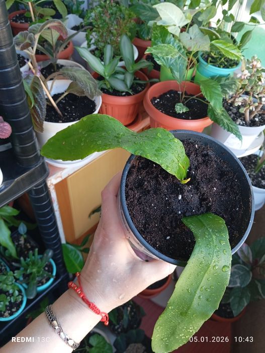 Продам растения комнатные