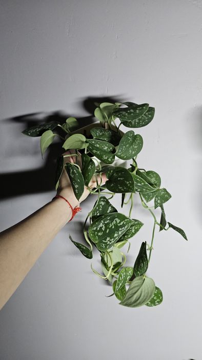 Сциндапсус  пиктус