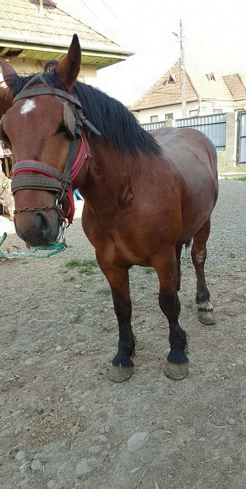 Mânz castrat foarte blând