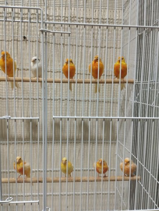 Limoni yiri kanarekalar sotiladi