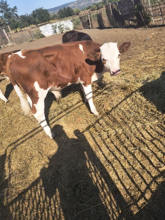 Vând 3 tauri de vaca