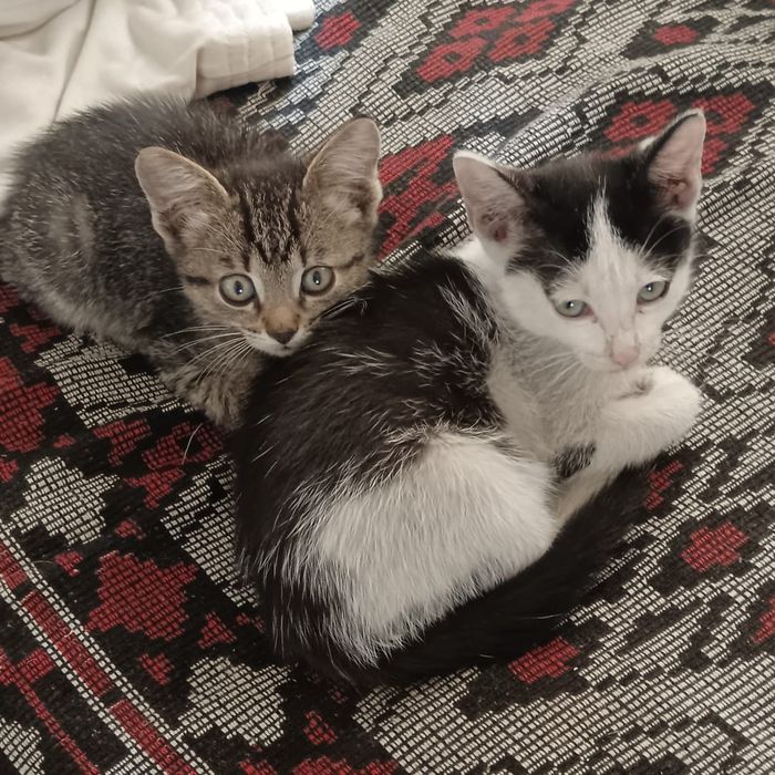 Котята в добрые руки!