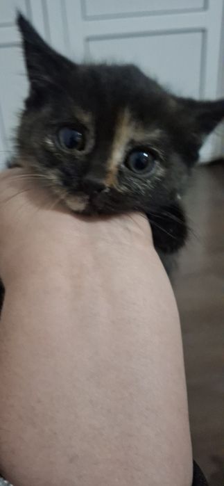 Mast rus qiz va bokira bilan jinsiy aloqa