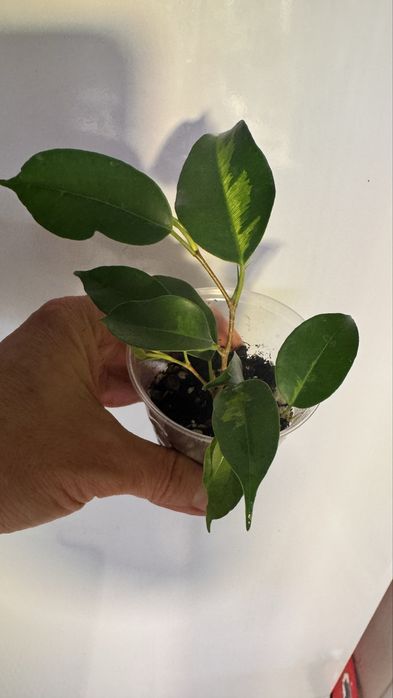 Фикус Коконат  Крем, Мунлайт, БлекДаймонд