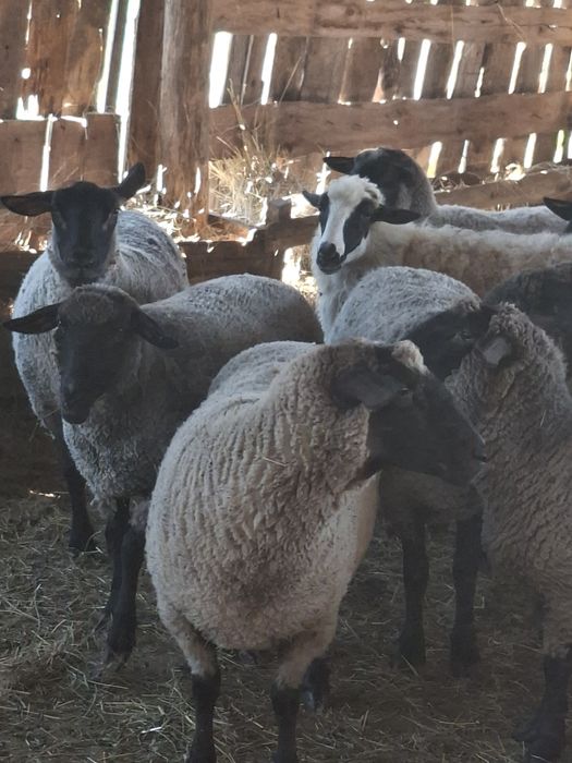 Vând  oi suffolk