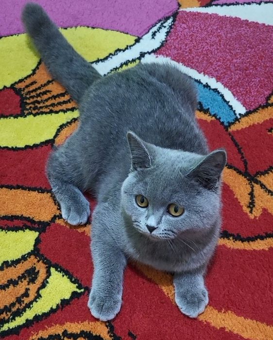 British shorthair