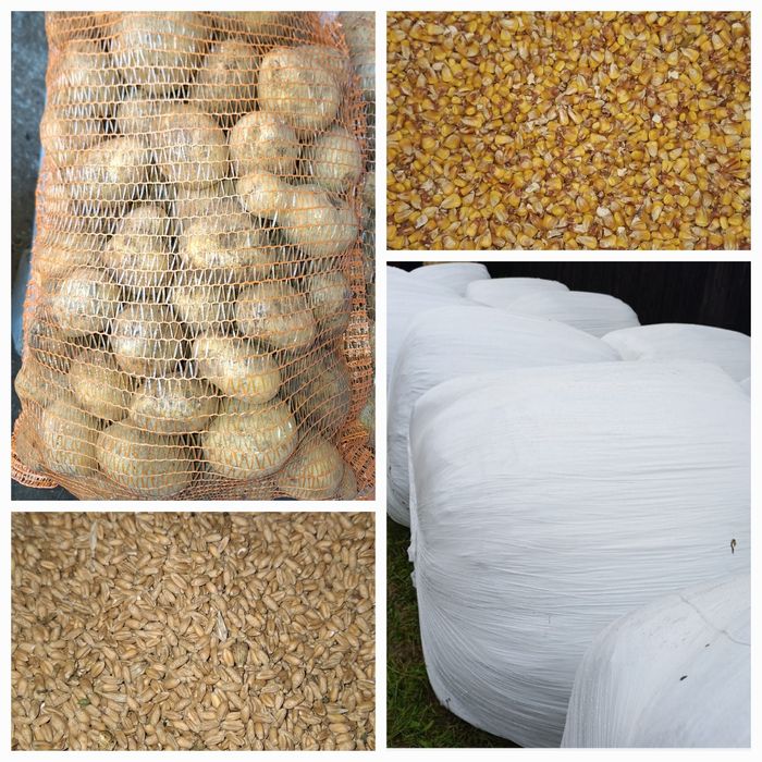 Vând porumb, cartofi , grâu , lucernă infoliat