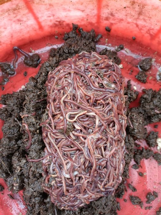 Калифорния  кизил  чувалчанглари.. 1 л. - 600.000.