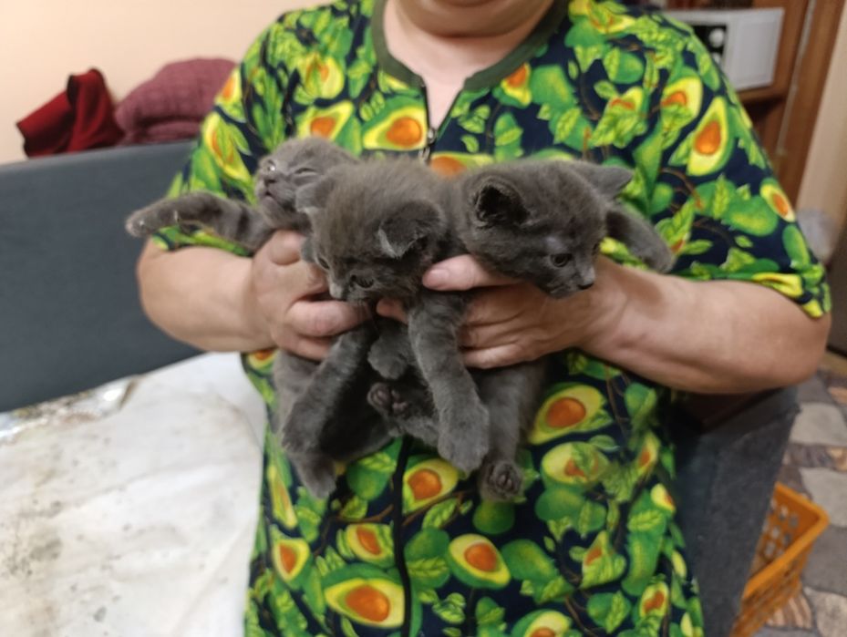 Котята шотландцы