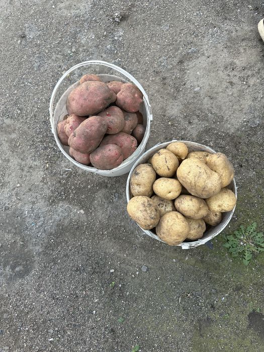Продам картошку