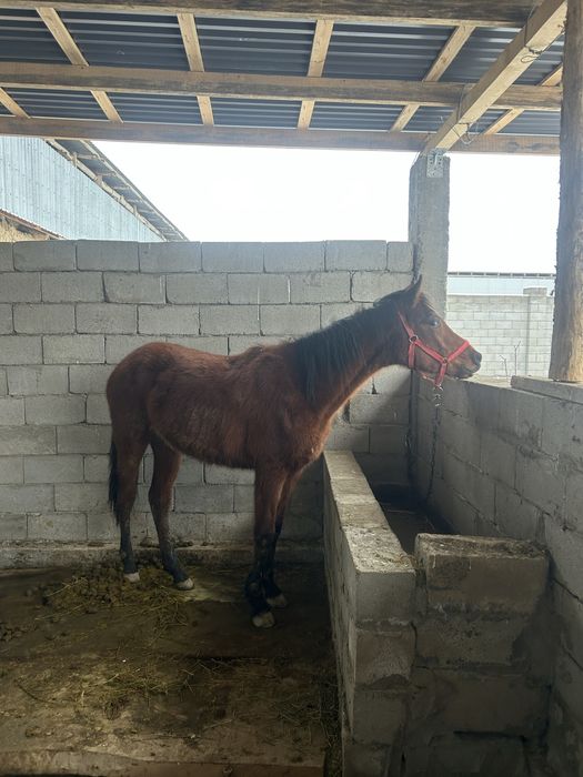 Көкпар тай сатылады 1.5 полтарашка