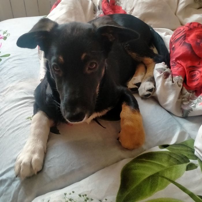 Отдам щенка бесплатно