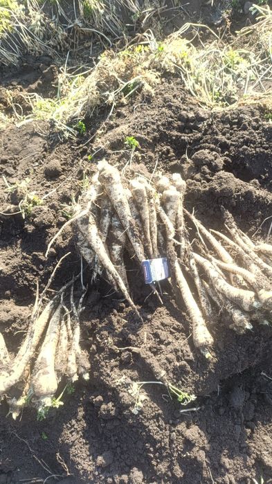 Patrunjel de rădăcină