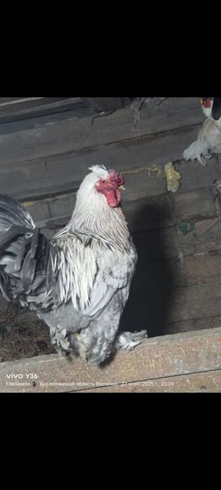 Продам либо обмен