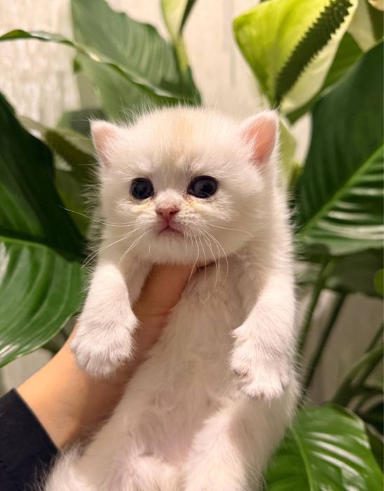 На продаже элитнык котятки