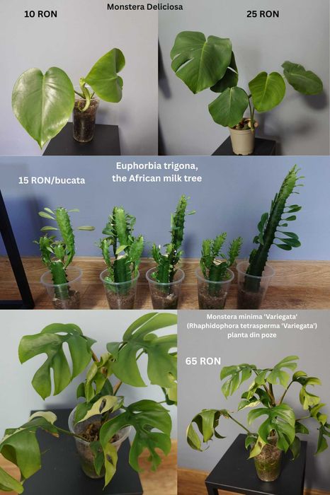 Plante de apartament