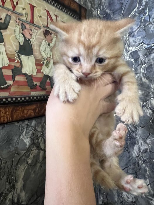 Отдам в добрые руки