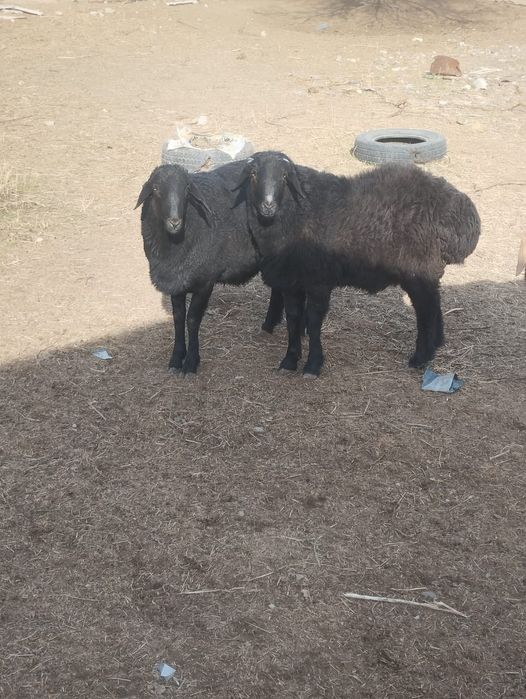 Қошқар Сарыағаш қаласы