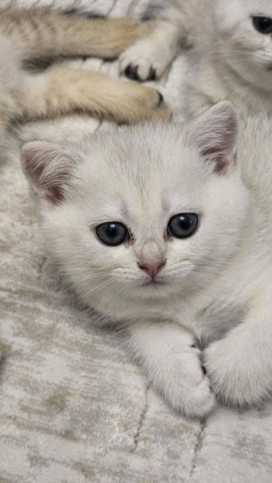 Продаются породистые котята (британская/шотландская линия)