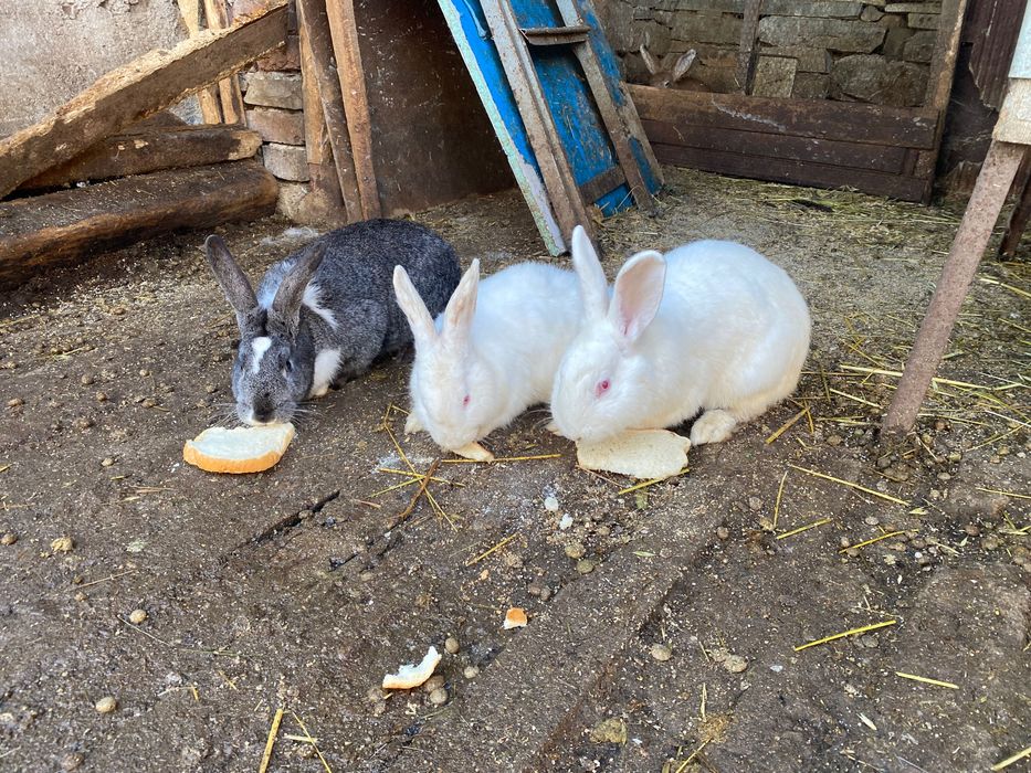 Свободни зайци за продажба