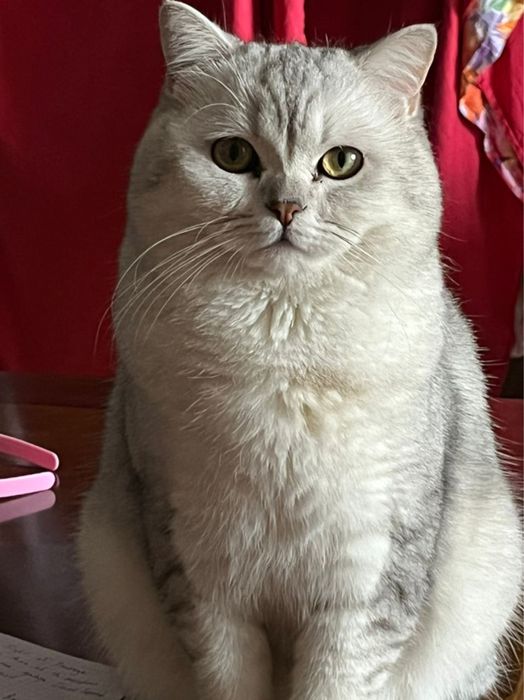 Кот серебренная шиншила NS11