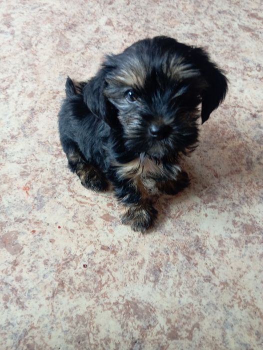 Готовы к продаже Йорки два мальча.