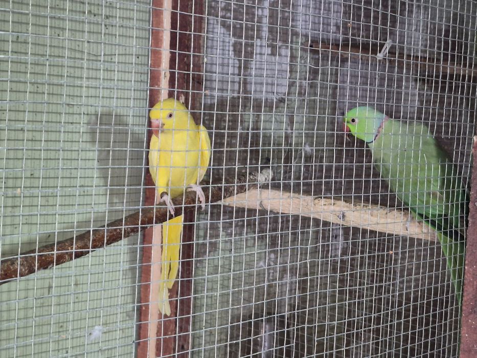 Micul akexander pereche inelati