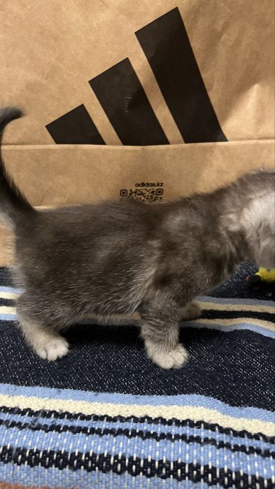 Шотландский котенок