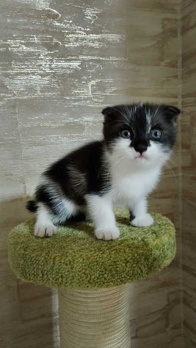 Котенок девочка, 2 месяца