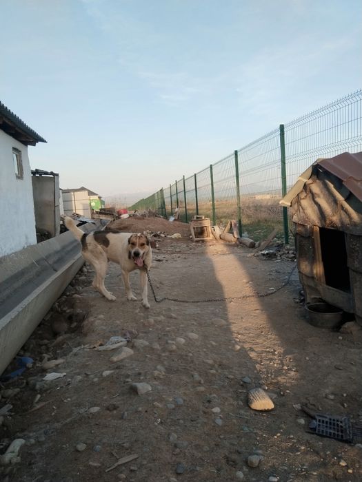 Алабай сатамын сабакка