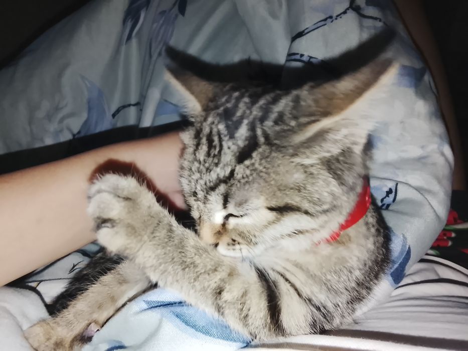 НАШЛИ котенка девочка