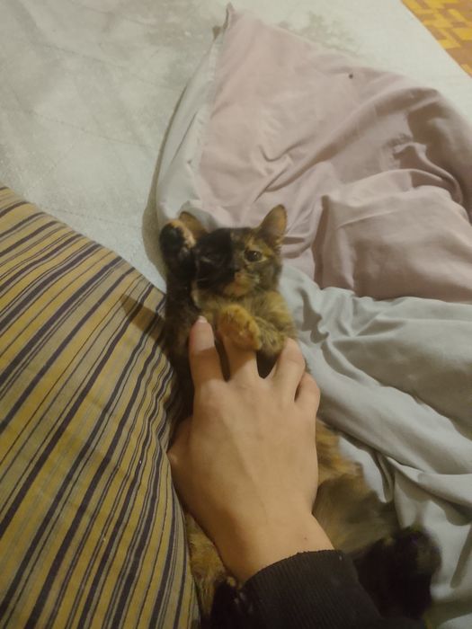 отдам кошку и котенка