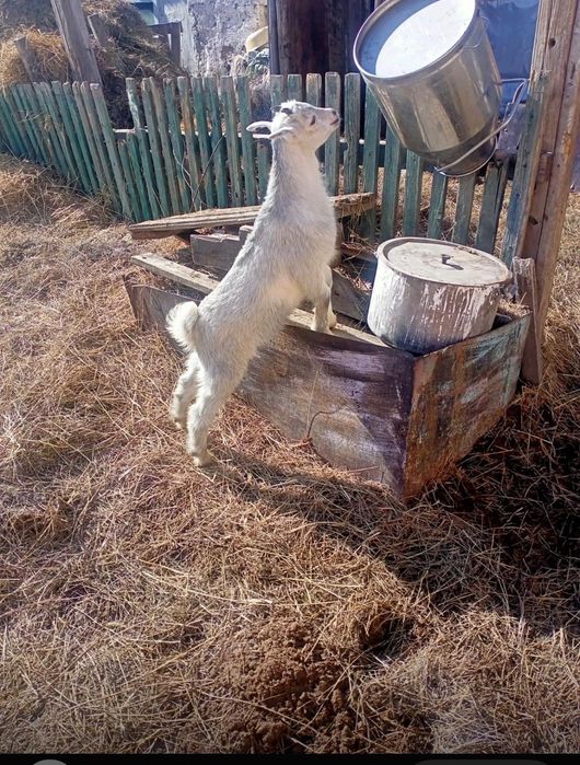 Продаю козлика молочного направления