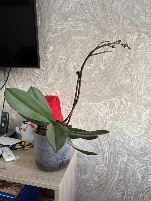 Орхидея фаленопсис