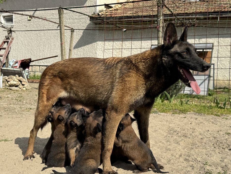 Белгийска овчарка Малиноа
